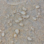 Salps are pictured on the beach on 20th Street on Sunday. Photo by Angie Barger