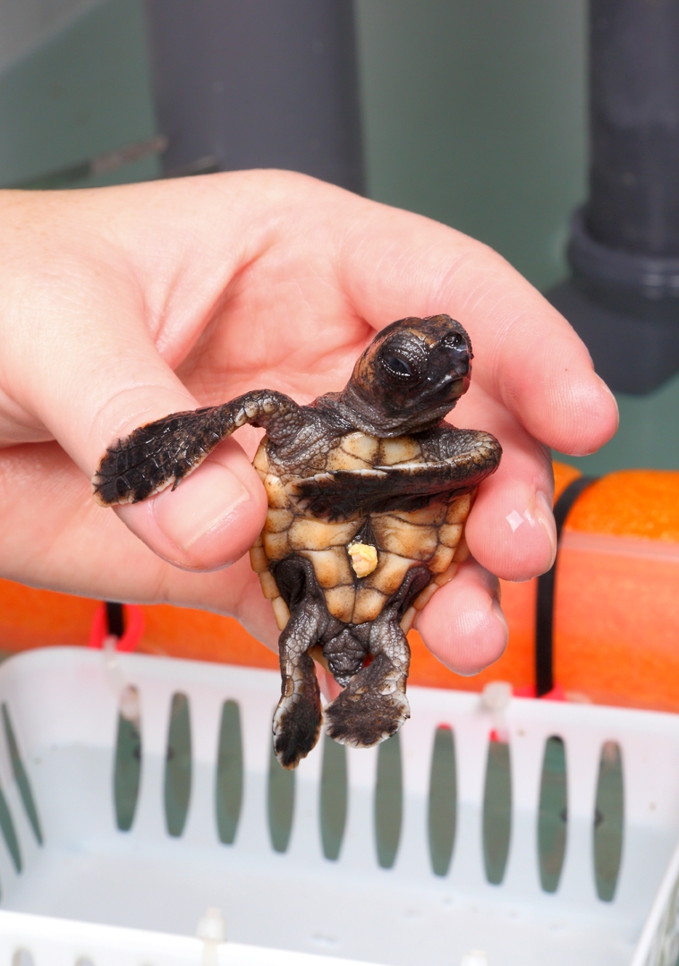 01/04/2013 | NEW FOR FRIDAY: Turtle Hatchling Survivor ‘Doing Great