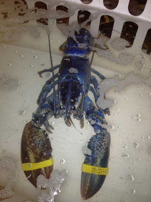 01/09/2014 Rare Blue Lobster Joins National Aquarium