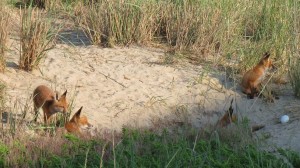 Wildlife Reminders Issued In Light Of Recent Fox, Deer Sightings In North Ocean City