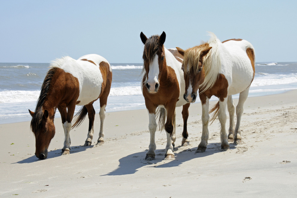 03/24/2015 | Assateague In Running For Country’s Favorite State Park ...