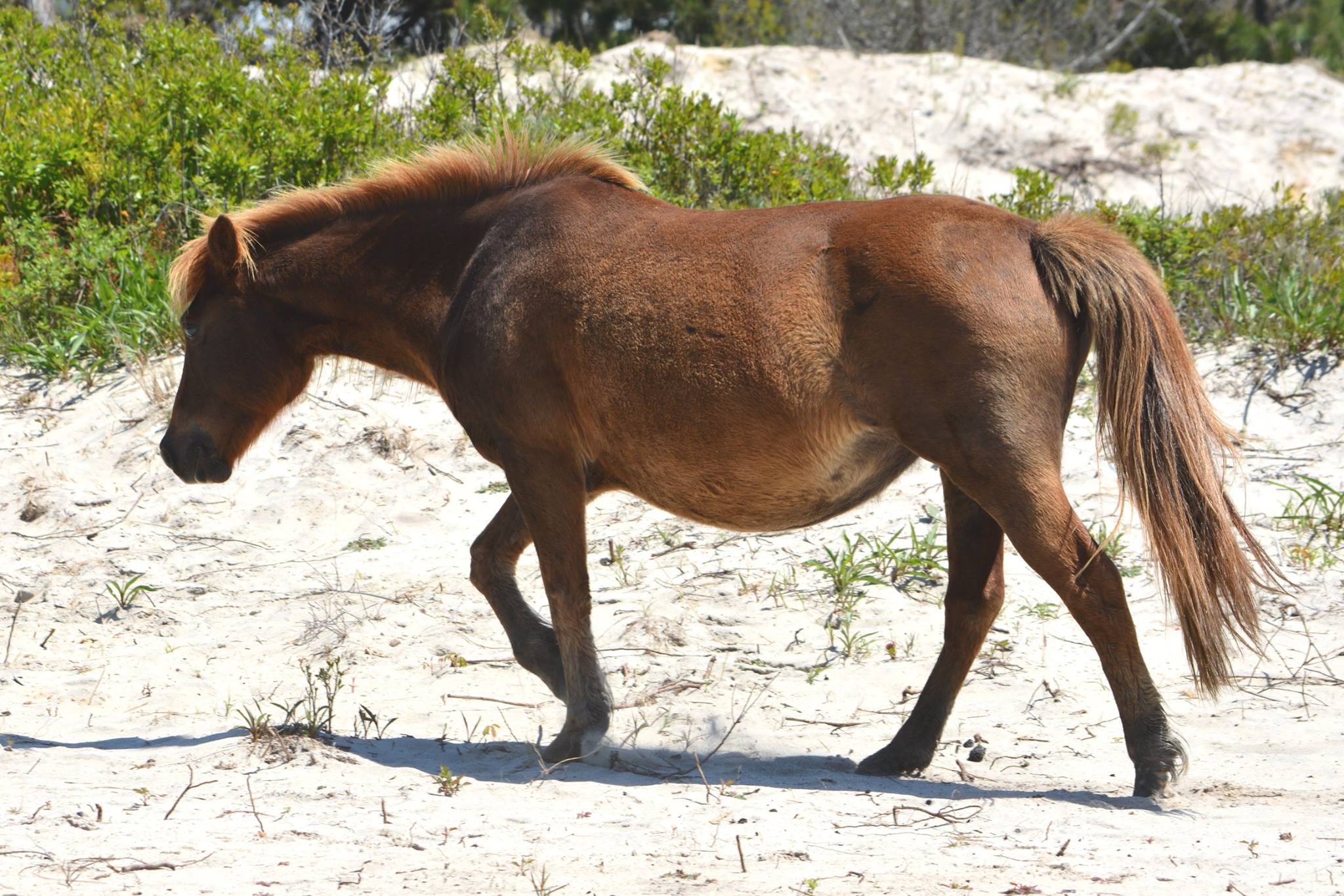 06 01 2016 Surprise Foal Expected Soon On Assateague Island Gokey Go Bones Expected To Birth Soon News Ocean City Md,What Is Frisee