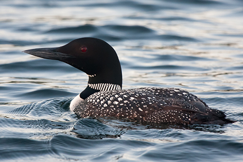 04 20 2017 Delmarva Birding Weekend Set For Return Next Week News Ocean City Md