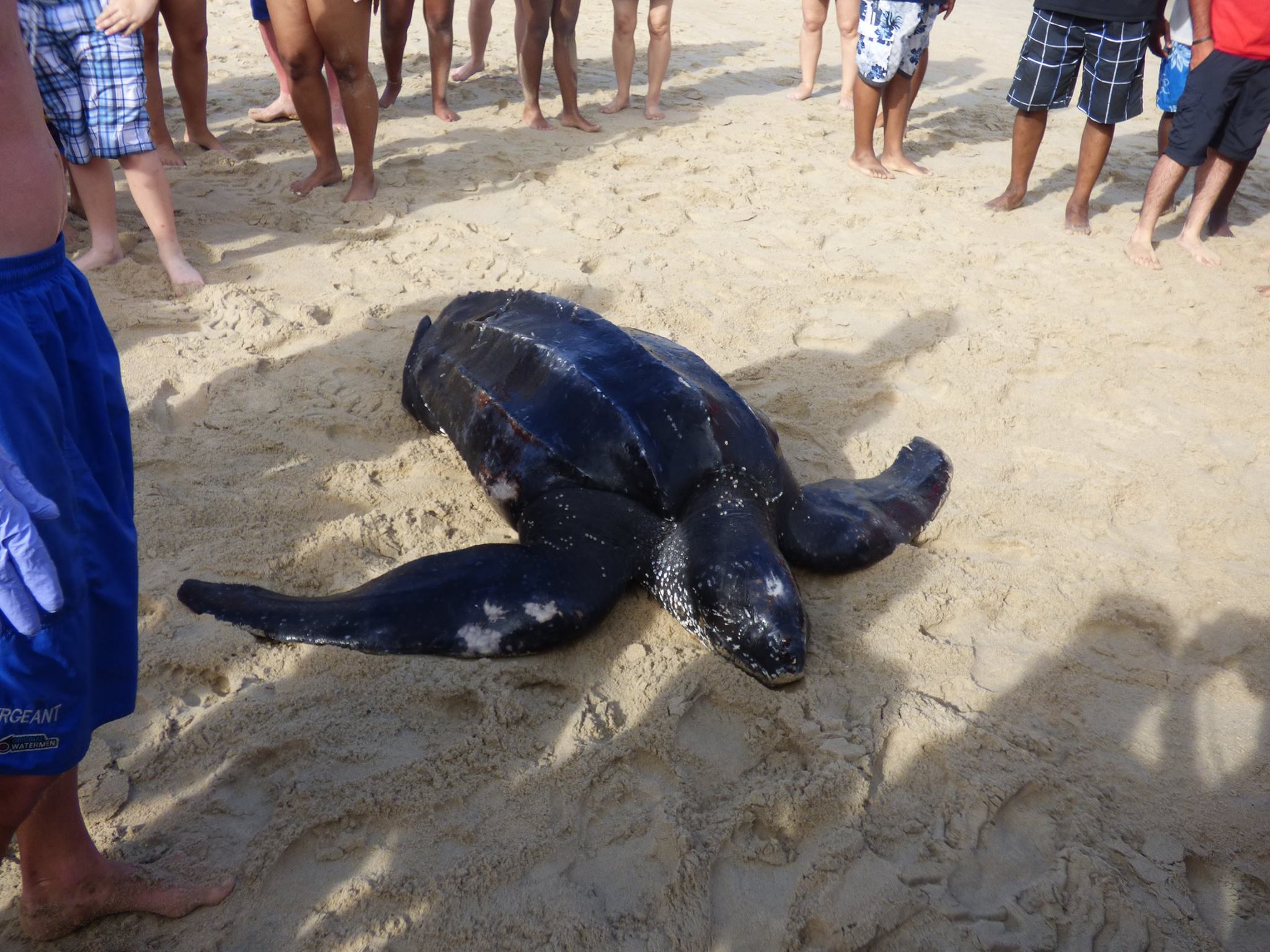06/20/2017 Sea Turtle Washed Ashore In Ocean City On