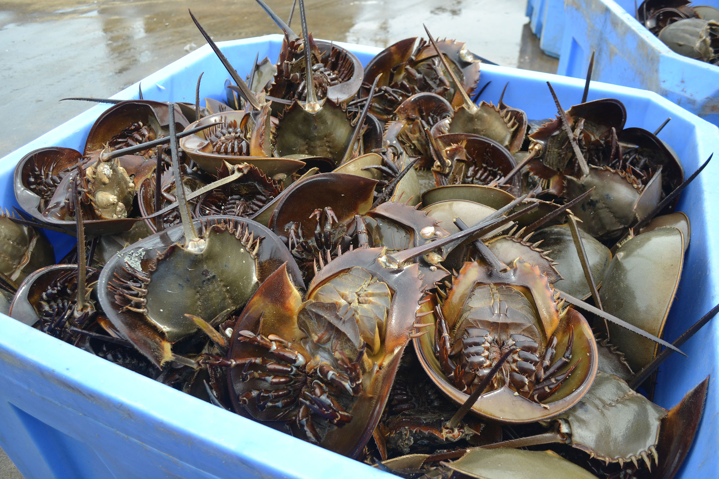 11/04/2020 | Blood From Horseshoe Crabs Critical To Vaccine Research Including COVID-19 | News Ocean City MD - The Dispatch