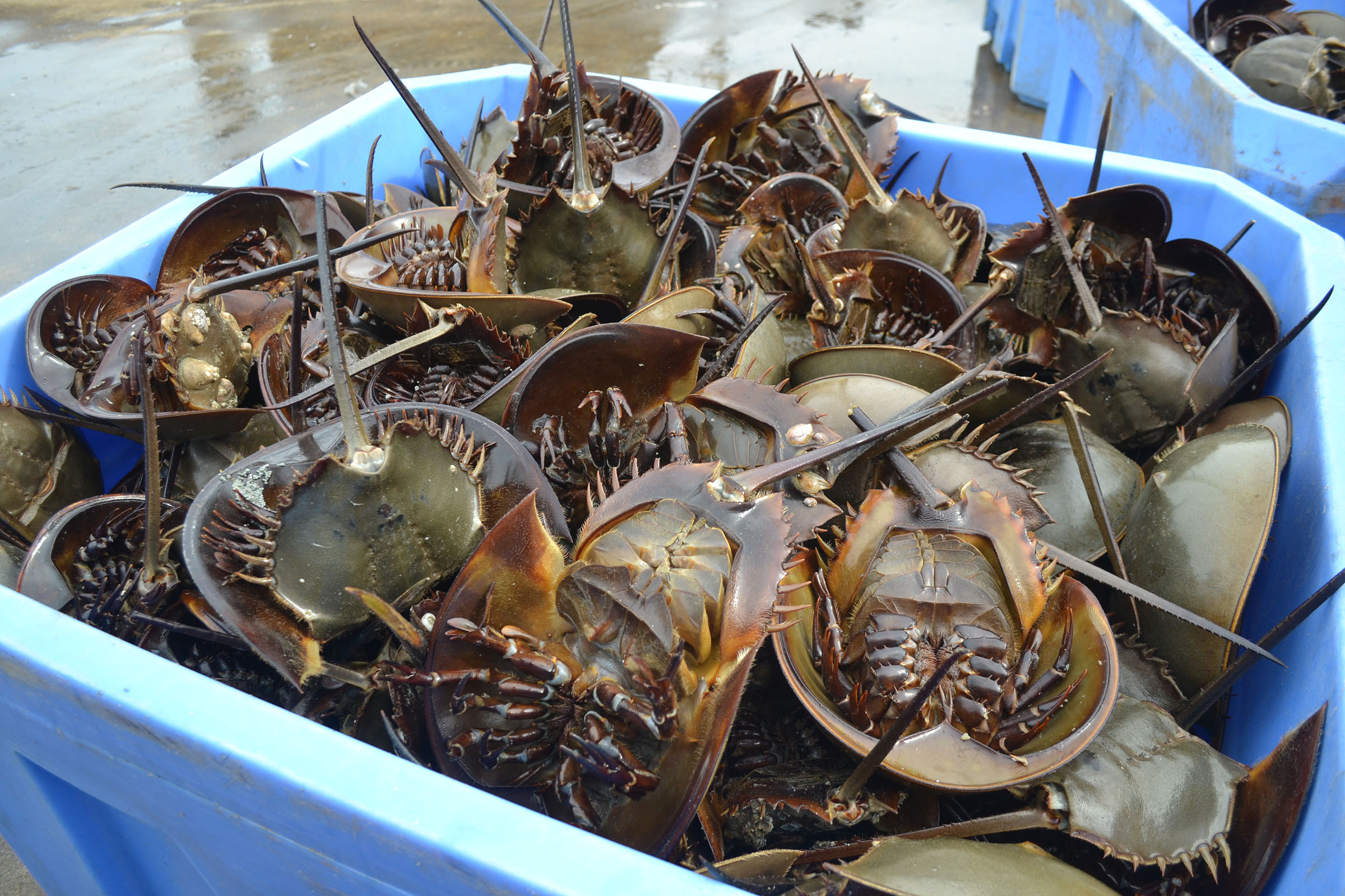 horseshoe crabs and velvet worms