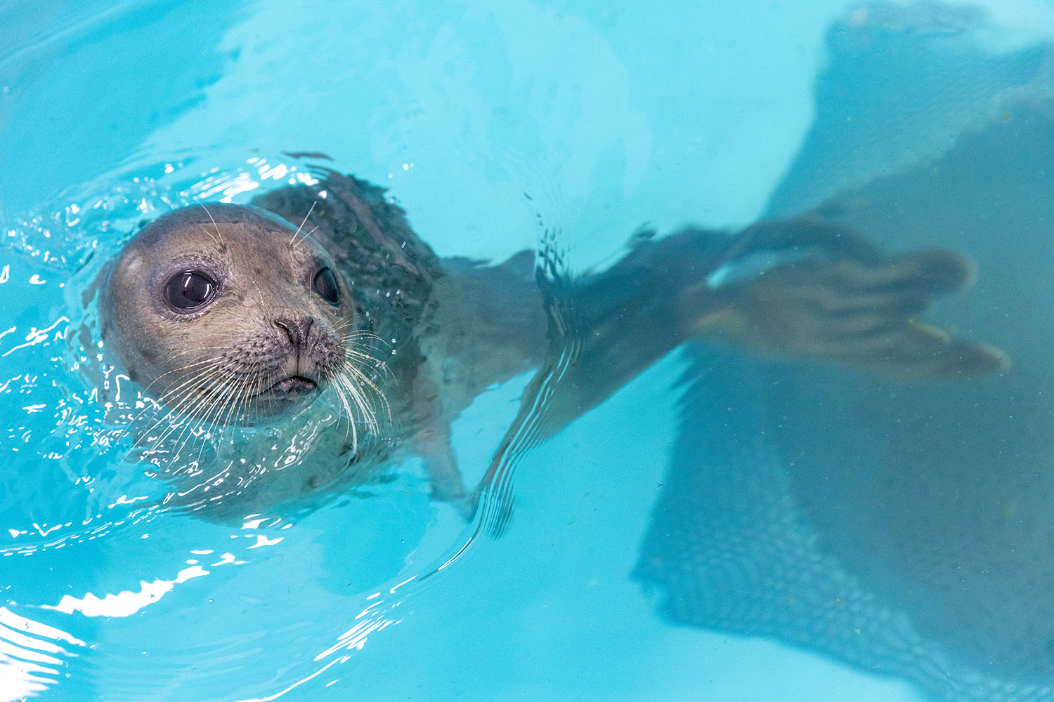 Young Harp Seal Rescued In OC Improving At Aquarium
