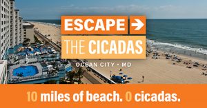 Ocean City Ramps Up ‘Cicada-Free Zone’ Marketing Campaign