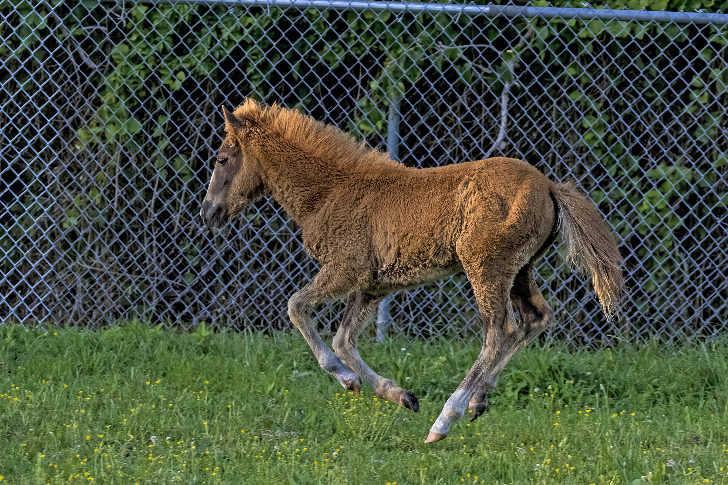 Injured Foal Relocated To Assateague’s Virginia Side