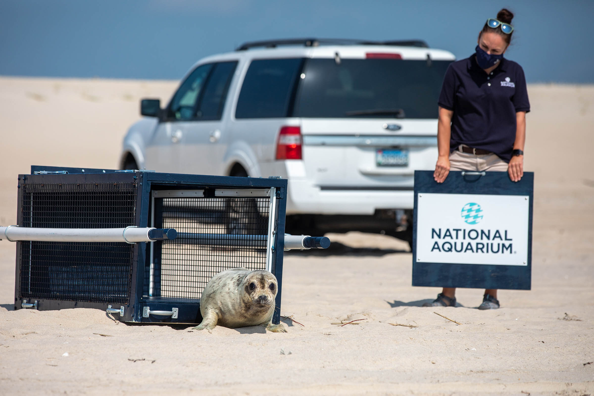 Young Seal Released After Rehabilitation