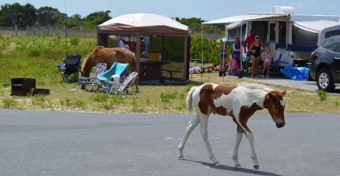 Park Visitors Share Horse Management Concerns