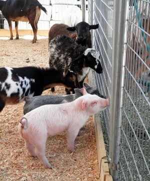 Snow Hill To Host Worcester County Fair This Weekend